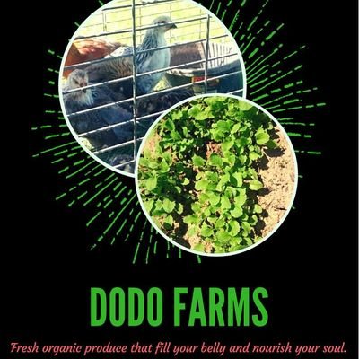 A Certify Naturally Grown Farm ,free of pesticide for a healthy lifestyle for the benefit of Mankind. @dodofarms@gmail.com