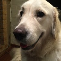 gary_williams (@gary_williams) 's Twitter Profile Photo