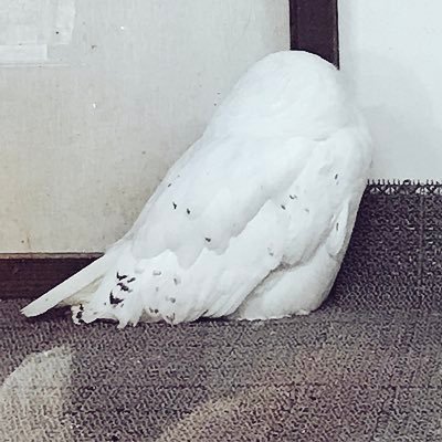 神田川さんのプロフィール画像