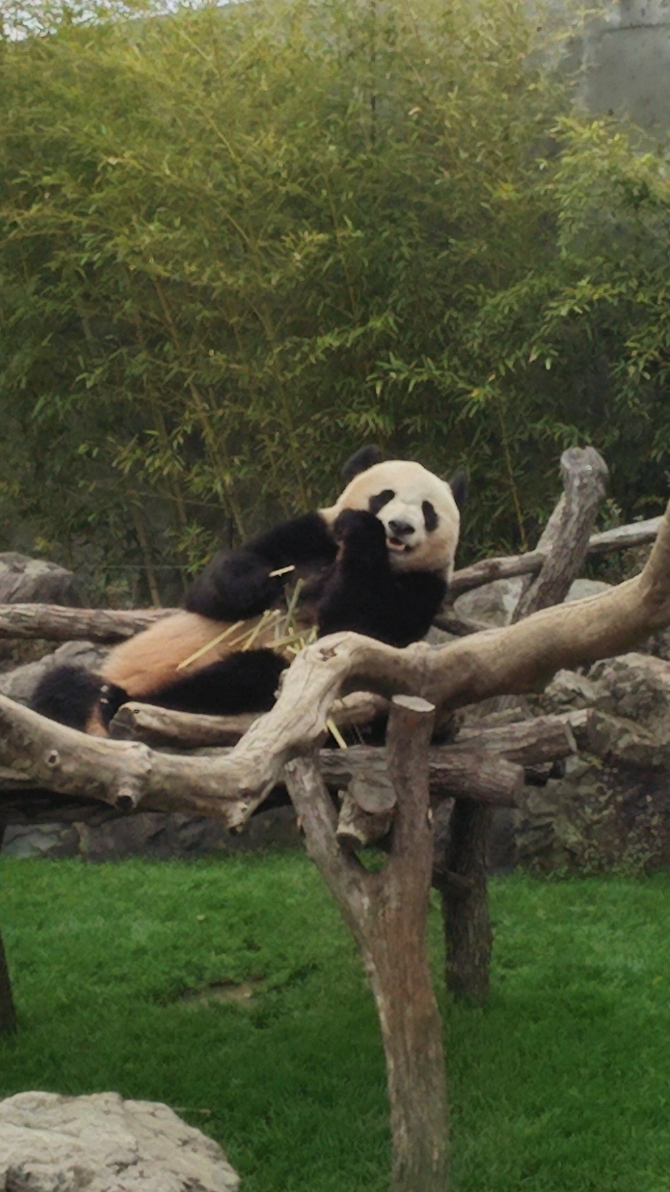 panda__marvel's profile picture. パンダ🐼大好き💕
MARVEL大好き✪、映画大好き💕
日本酒大好き🍶
どうでしょう藩士🎲🚌鬼滅の刃🔥⚡モルカー🥕RRR🔥🌊