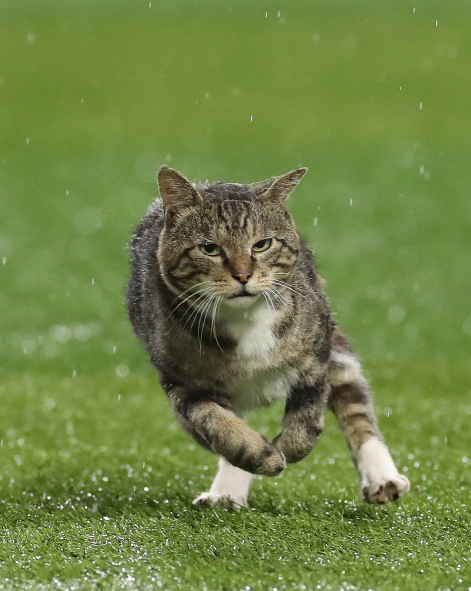 試合後のハマスタに猫が乱入 大雨の中走り回る