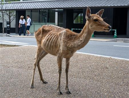 奈良のシカが痩せ細った 実際の現地の様子