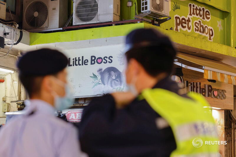 People volunteer to adopt hamsters after Hong Kong orders mass cull