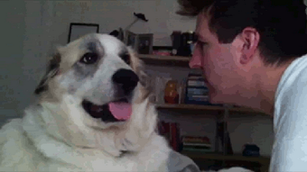 犬gif Inugif Twitter