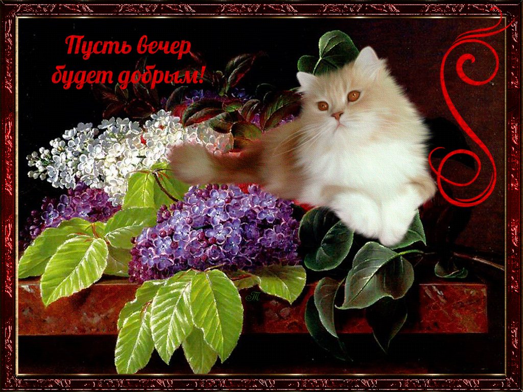 Хорошего вечера картинки с котятами