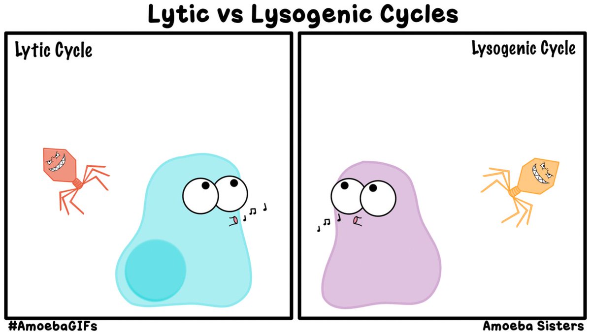 Amoeba Sisters GIFs - Science with The Amoeba Sisters