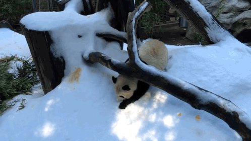 Need more fun on #NationalPandaDay?! Presenting Mr. Wu the panda sled. ❄️🐼 #tbt https://t.co/EbnyXrnsha