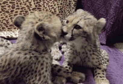 Sibling spot cleaners for your #Caturday viewing pleasure. 😻😻 https://t.co/WwbEasA5W8