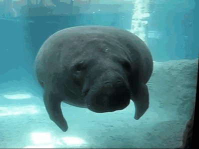 It's official: #Manatee no longer listed as endangered bit.ly/2nW7IPu https://t.co/Qomslv5XBs