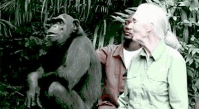 Happy Birthday Dr. Jane Goodall! Feliz cumpleaños Dra. Jane Goodall! 
