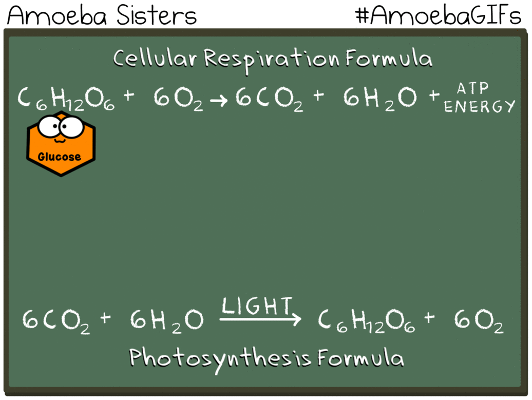 Amoeba Sisters GIFs - Science with The Amoeba Sisters