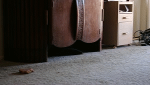 So this is the difference between the Canon 18-55mm lens and the Wide Angle attachment http://t.co/t<a href="/tag/camgirl"class="tags"><span>#camgirl</span></a><a href="/tag/manyvids"class="tags"><span>#manyvids</span></a>