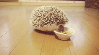ハリネズミ大好きgif On Twitter もぐもぐ美味しいなあ Https T Co G7dxdys5bp