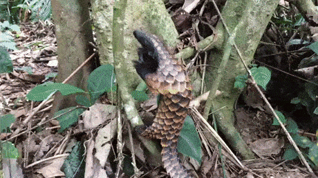 Ø§Ù„Ø³Ø¹ÙˆØ¯ÙŠ Ø§Ù„Ø¹Ù„Ù…ÙŠ Na Twitteri Ù‡Ù„ ØªØ¹Ø±Ù Ù…Ø§ Ù‡Ø°Ø§ Ø§Ù„ÙƒØ§Ø¦Ù† Ø¥Ù†Ù‡ Pangolin Ø£Ùˆ Ø¨Ù†ØºÙˆÙ„ ÙˆÙ‡Ùˆ ÙƒØ§Ø¦Ù† Ù„ÙŠÙ„ÙŠ Ø´Ø¨Ù‡ Ø£Ø¹Ù…Ù‰ ÙŠØªØºØ°Ù‰ Ø¹Ù„Ù‰ Ø§Ù„Ù†Ù…Ù„ Ù‡Ùˆ Ù…Ù‡Ø¯Ø¯ Ø¨Ø§Ù„Ø§Ù†Ù‚Ø±Ø§Ø¶ Ø¨Ø§Ù„Ù…Ù†Ø§Ø³Ø¨Ø© Https T Co Etjrpq819f