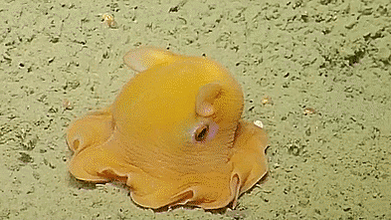 Orangeflower08 アドラビリス の正式名称は Opisthoteuthis メンダコ属 Adorabilis なので メンダコの仲間だよ 直訳すると 可愛らしいメンダコ か くるりん と足を体に巻きつけて 丸いボールみたいになってるところ T Co Mhu9nywjup