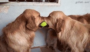 心が乱れた時に見る犬gif Dog Cute Gif Twitter