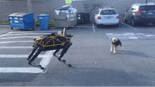 Experimental Fight Between Robot Dog vs Real Dog