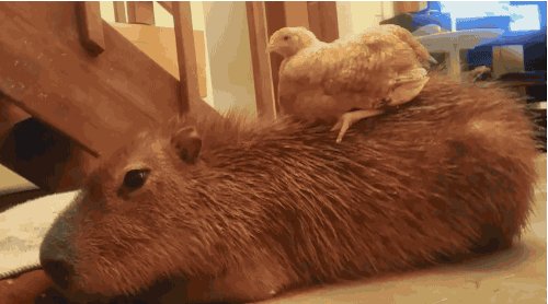 15 fotos que provam que a capivara é o animal mais simpático da