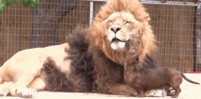 Rex’s pics and videos