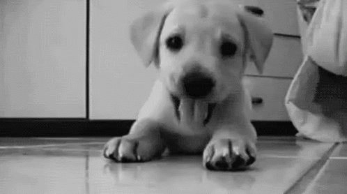 @Studmuffin_CB @ctjohnnyoncb @nycgirl811 puppy cleansing forever https://t.co/U0Gabuux89<a class="tags" target="_blank" title="On Twitter" href="/?out=eyJ0eXAiOiJKV1QiLCJhbGciOiJIUzUxMiJ9.eyJpYXQiOjE3MjU2NzUwNzksImlzcyI6InR3cG9ybnN0YXJzLmNvbSIsIm5iZiI6MTcyNTY3NTA3OSwiZXhwIjoxNzU3MjExMDc5LCJyZWRpcmVjdF91cmwiOiJodHRwczovL3R3aXR0ZXIuY29tL1N0dWRtdWZmaW5fQ0IifQ.yGo5TT-ONV_-hz1QJ1JKGRoUhAxUedGWa-oqOD5wuyDfge8BlNP7kzhCqv4A_qOFAVkQw4gZ0Bot4_YICzxJ0Q">@Studmuffin_CB</a><a class="tags" target="_blank" title="On Twitter" href="/?out=eyJ0eXAiOiJKV1QiLCJhbGciOiJIUzUxMiJ9.eyJpYXQiOjE3MjU2NzUwNzksImlzcyI6InR3cG9ybnN0YXJzLmNvbSIsIm5iZiI6MTcyNTY3NTA3OSwiZXhwIjoxNzU3MjExMDc5LCJyZWRpcmVjdF91cmwiOiJodHRwczovL3R3aXR0ZXIuY29tL2N0am9obm55b25jYiJ9.wd1-4pfq1L9diQKPzz2njFPaGzEtHUc_V9SbTL-y75uWWPIKuv3uV1NfbkLog7_9WXgXlpsnhhQMXA37pS6Ryg">@ctjohnnyoncb</a><a class="tags" target="_blank" title="On Twitter" href="/?out=eyJ0eXAiOiJKV1QiLCJhbGciOiJIUzUxMiJ9.eyJpYXQiOjE3MjU2NzUwNzksImlzcyI6InR3cG9ybnN0YXJzLmNvbSIsIm5iZiI6MTcyNTY3NTA3OSwiZXhwIjoxNzU3MjExMDc5LCJyZWRpcmVjdF91cmwiOiJodHRwczovL3R3aXR0ZXIuY29tL255Y2dpcmw4MTEifQ.x7IM7FQUba71wMvw3gWitl7Te2_Au4cV-9JfIcV1D8OUVvWTul4YLtUl5QmJZLoJgZDsnILg2NUn1Z-dZg3wig">@nycgirl811</a>