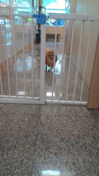 絶対に通れないだろうという狭いゲージを軽々と通り抜ける飼い犬www