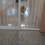 絶対に通れないだろうという狭いゲージを軽々と通り抜ける飼い犬!