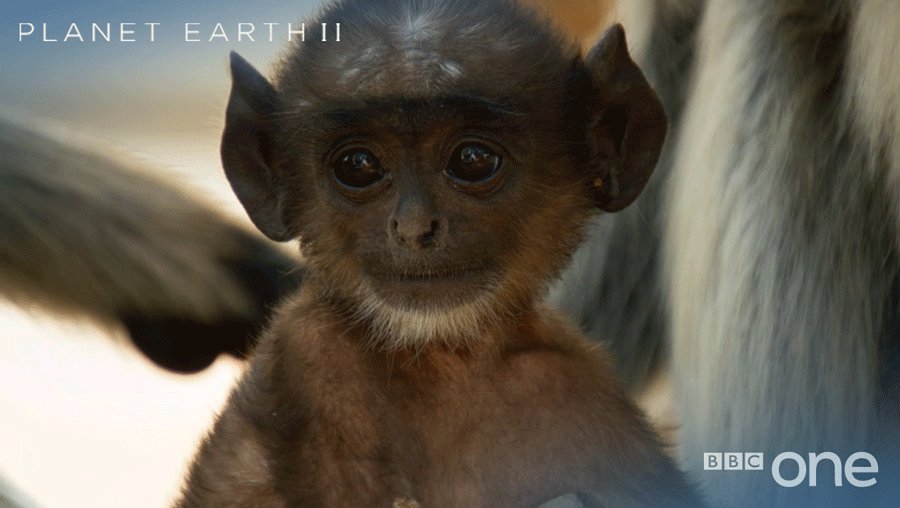 Cute Baby Monkey Latest News Breaking Headlines And Top Stories