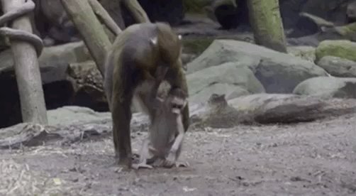 That baby mandrill is such a cutie! #InsideTheZoo @BronxZoo