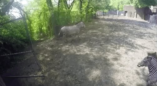 All the little one needed to be brave was her mama, how sweet! #InsideTheZoo @BronxZoo
