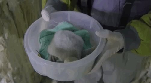 This episode is cute babies overload, but we're not complaining! This baby penguin is soooo fluffy! #InsideTheZoo @BronxZoo