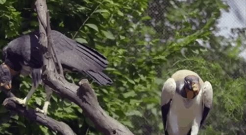 The King Vultures seem like they are settling in just fine! #InsideTheZoo @BronxZoo
