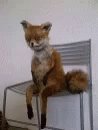 #phdchat So I'm proposing a taxonomy (of strains of authenticity within contemporary UK spoken word), but keep accidentally writing 'taxidermy' ... ain't nobody want a taxidermy of poetic authenticity...
