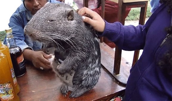 これはかわいいwww巨大ネズミ☆ﾊﾟｶﾗﾅ☆人気者になりそうwww