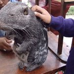 これはかわいい!巨大ネズミ☆ﾊﾟｶﾗﾅ☆人気者になりそう!