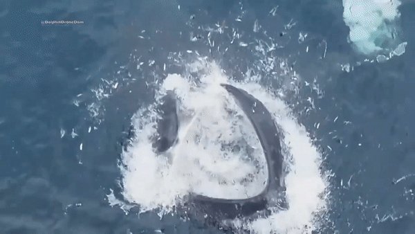 MAJESTIC: Dozens of humpback whales have been seen off the SoCal coast as they migrate through the area https://abc7.la/2FncuO7 🌊