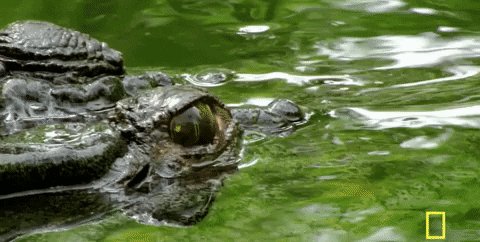 3/21 #MarchMadness
#SurvivorPool @GreenPicksFREE
Round of 64 - Day 1
Florida Gators +2 -108
Current Streak: 0