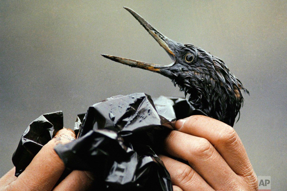 The Exxon Valdez oil spill marred Alaska waters, beaches and marine life 30 years ago this month. Read more: http://apne.ws/kKYnW2V