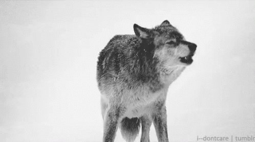 UPDATE: Game #1 will start at 12:30pm! Come watch the Wolfpack take ✌🏻 at home today! #HOWL #OurWay