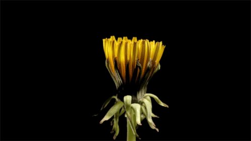 Dandelion_2019MMM (@D2019mmm) on Twitter photo 19/04/2019 01:48:36 @tinkeringprim8 #2019MMM @tinkeringprim8 #2019MMM