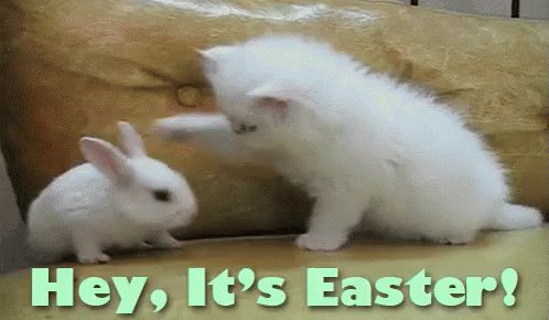Soooo cute!!! #HappyEaster!! Jeanette Joy @JeanetteJoy can’t wait for you to co-host #SundaySunsets!! Ask Cathy about this gif...she just got a brand new cute bunny and she loves cats...this is for you @RoarLoudTravel 😉🌸😘 #Travel #Caturday