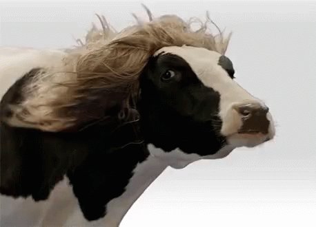 Me apunto!!! Para el que no lo sepa, la #Vacagallega es la que ya ha cumplido los 48 meses. La que muchos intentan colar por buey es la que se denomina 'vaca vieja' cuando cumplen los 5 años de vida. La carne es de gran calidad y tiene un sabor exquisito.
