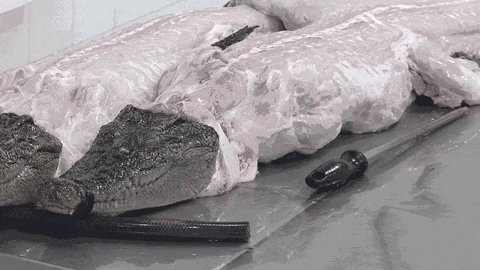 This crocodile continued to move after being skinned 💔
@LouisVuitton handbags are not worth their suffering! http://peta.vg/2hry