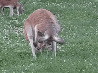 They say that, in a tiny Australian Outback town called Kanga, there are large creatures with long tails, that hop about and carry their young in an abdominal pouch. Probably just a Kanga #ruse.#vss365