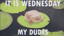 It's Wednesday my duuudeesss!!! ππΌπͺπΌ#WednesdayMorningHave a good day β€οΈ