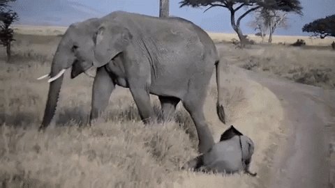 Baby elephants are known to throw temper tantrums when frustrated or tired.