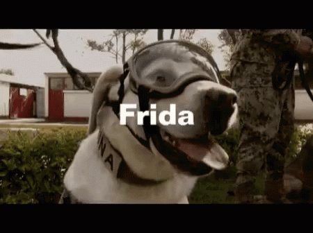 Embedded video