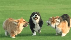 The branches shudder, but instead of giant hounds, a pack of Corgis rushes through them. Each Corgi has a rider. Silver and leather bridles and saddles look out of place against the long coats, and the leaps of the dogs make them seem less than impressive steeds. #1lineWed