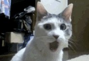 πππ How rude Mr T!! πππ You are purrfect as you are, floofilicous & loved by your darling Cleo @carolineCMCE π»π»π»