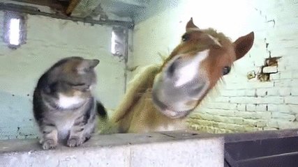 競馬 ウマと猫は基本的には一緒に遊ぶのが大好き 他にも馬は感情豊かで知能も高い ウマ娘攻略まとめ速報