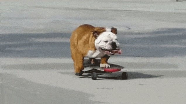 Attention animal lovers: Here is today's Adopt a Pet bit.ly/2pX6plw https://t.co/zLmPxnrFHT